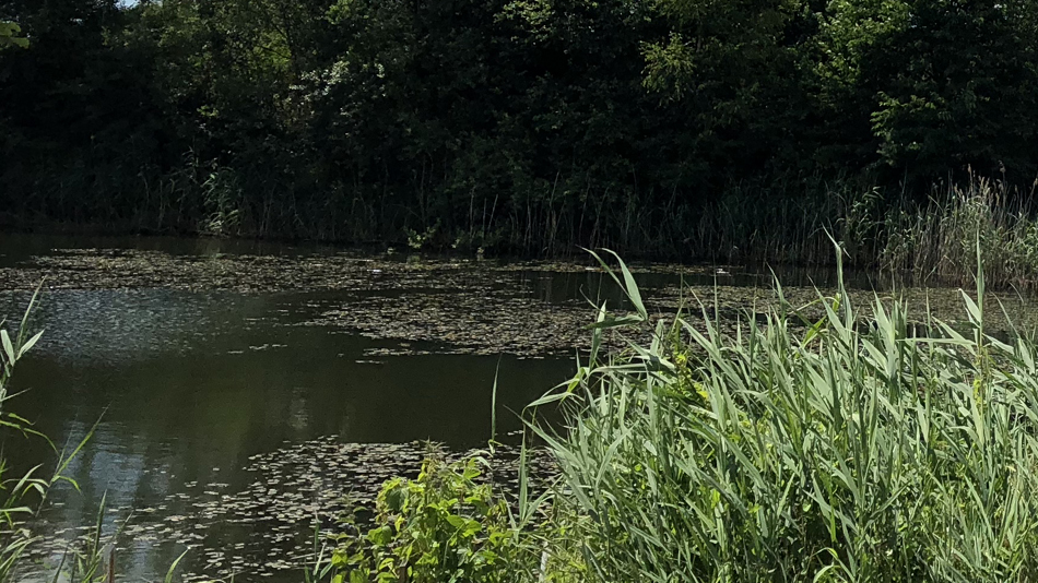 Renaturierter Teich mit Seerosen und Schilf