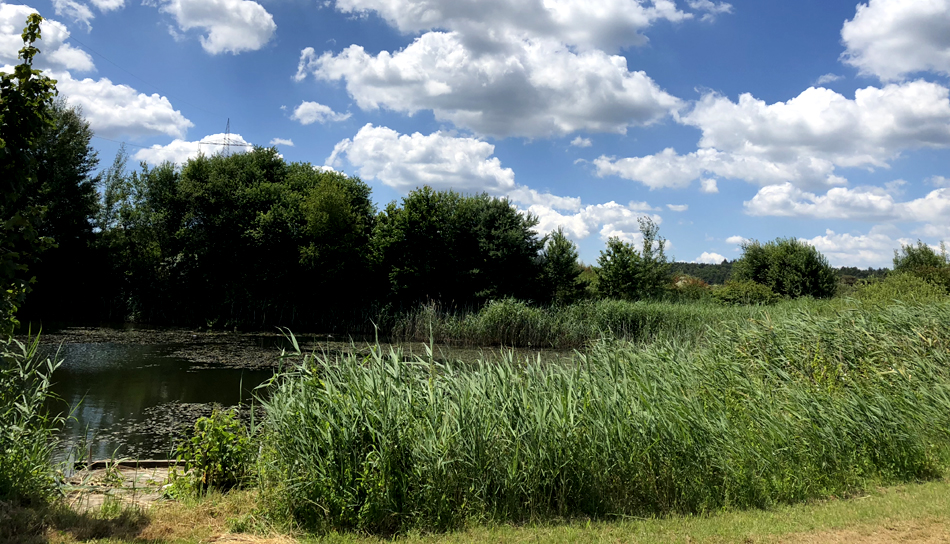 Teich mit Schilfgürtel unter blauem Himmel